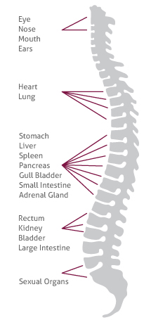 cbp spine callouts